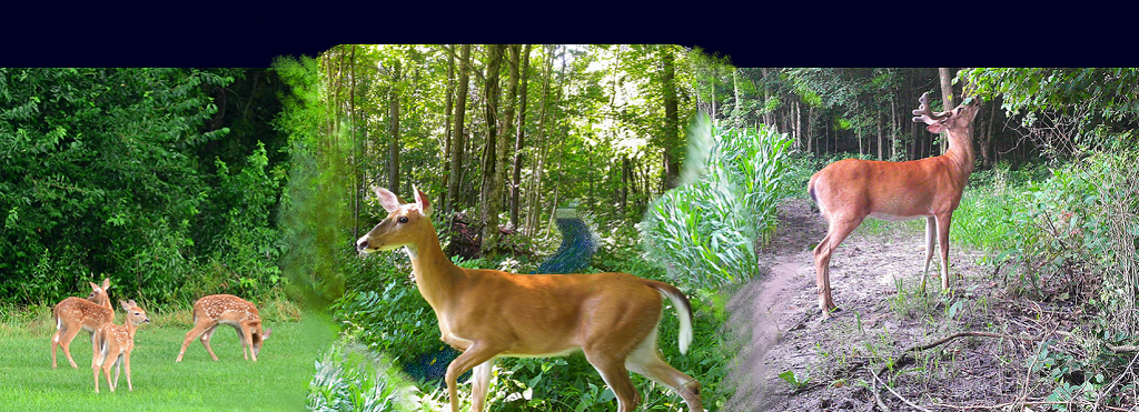 A young buck, doe, and three fawn deer on Stephen's farm, photo