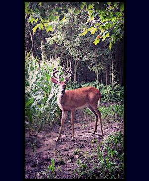 Young Buck Growing Antlers In Spring on Stephen's Farm