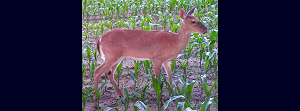 GRAZING DEER IN FIELD