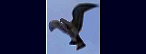 AMERICAN EAGLE IN FLIGHT, PHOTO